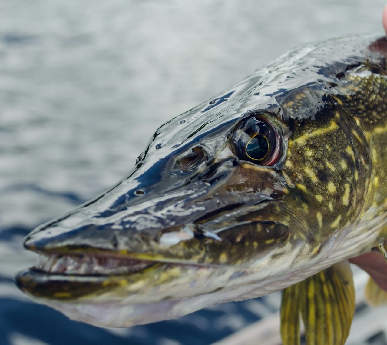 green and gray spotted fish