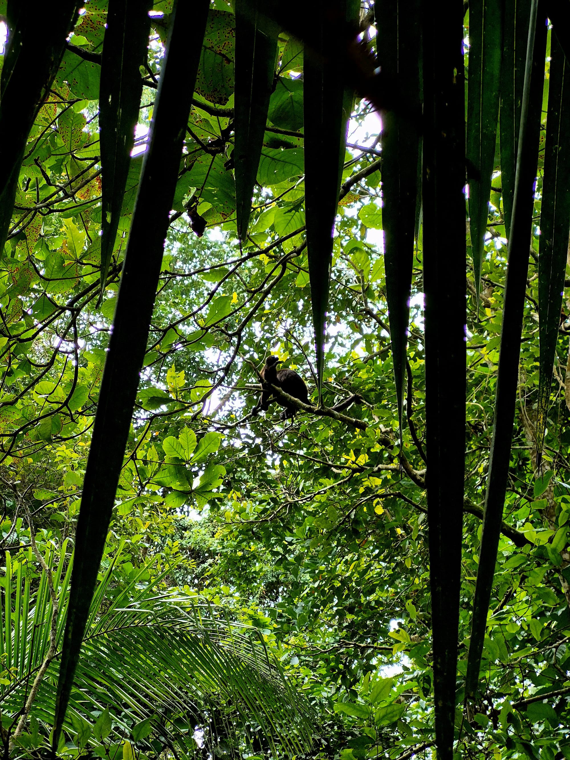 The jungle canopy is so dense it blocks the sky — layers of leaves, branches, and life stacked on top of each other.