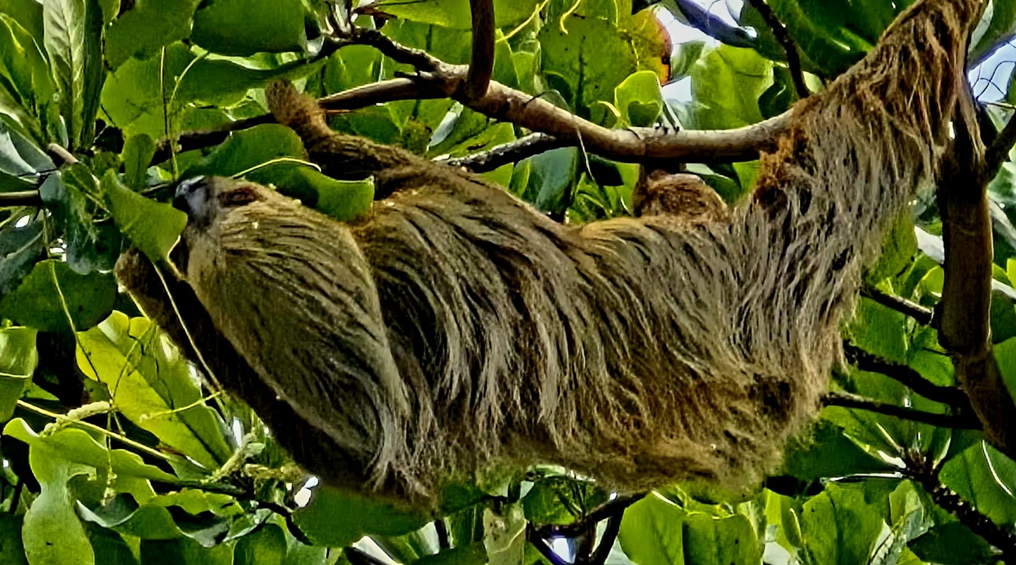 Three-toed sloth resting high in the canopy in Cahuita National Park