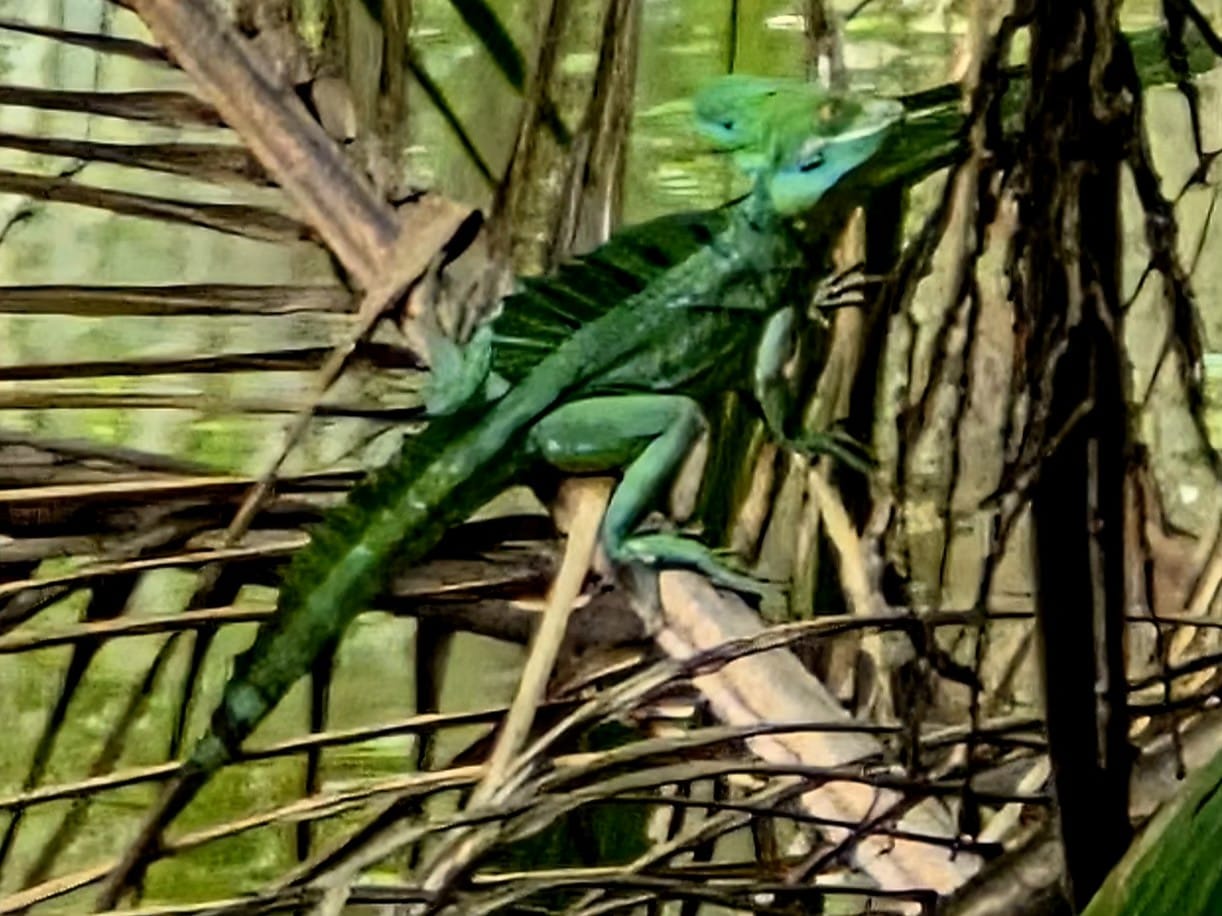 Green basilisk resting in the undergrowth near Cahuita