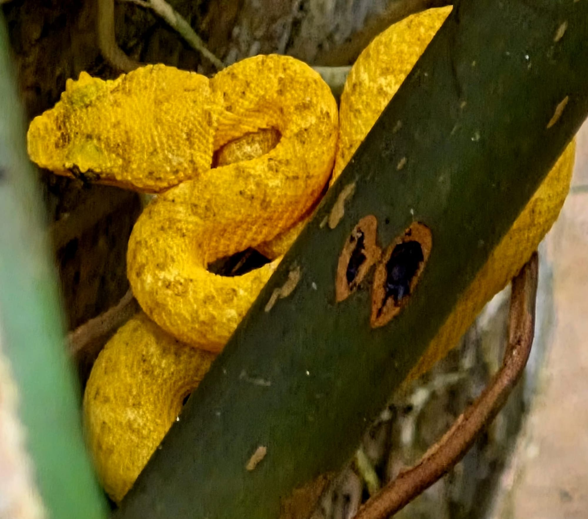 Eyelash viper (Bothriechis schlegelii) — yellow morph, perfectly camouflaged and coiled in ambush, one of Costa Rica’s most iconic and variable vipers.C