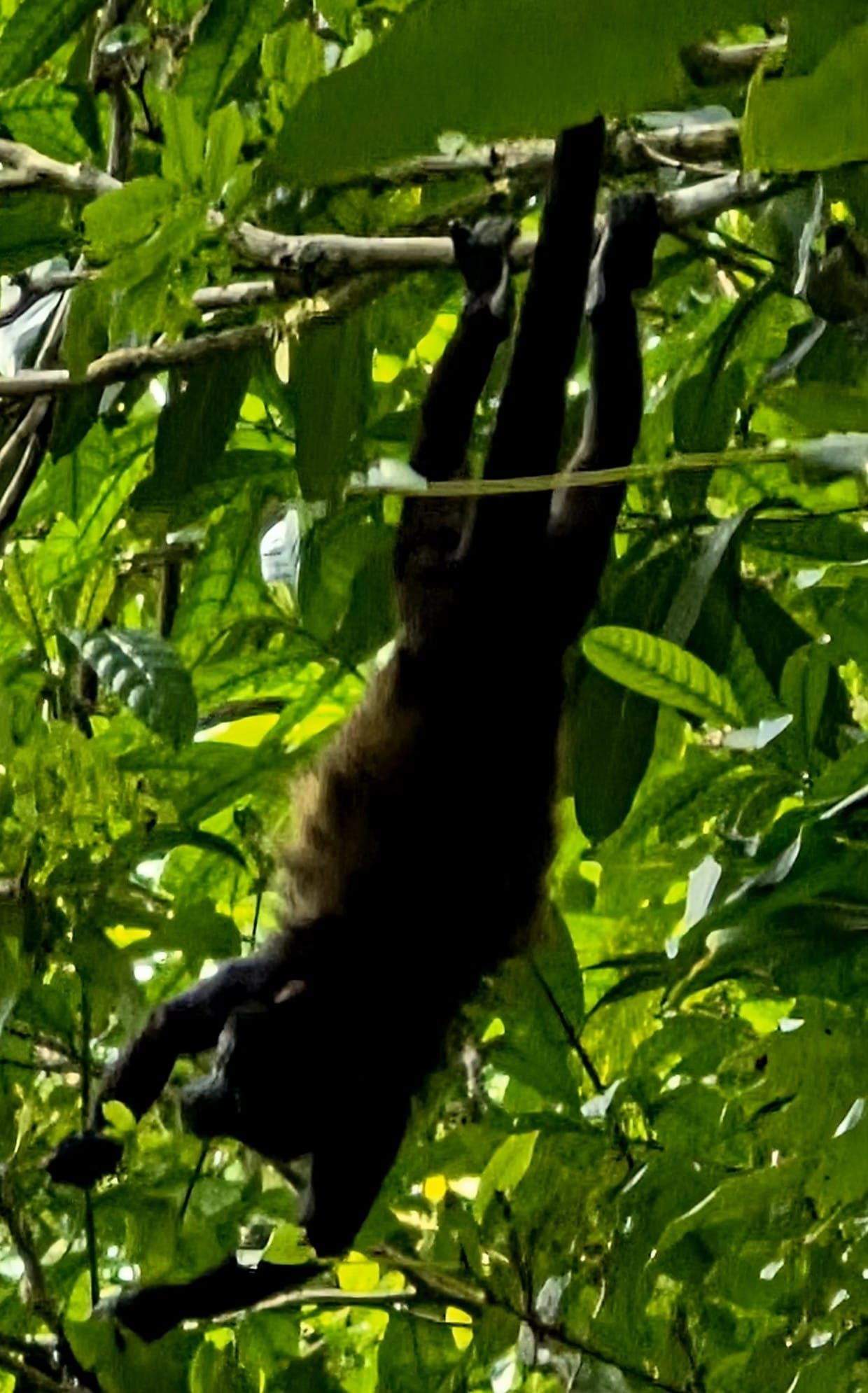 Howler monkey moving through the canopy in Cahuita National Park