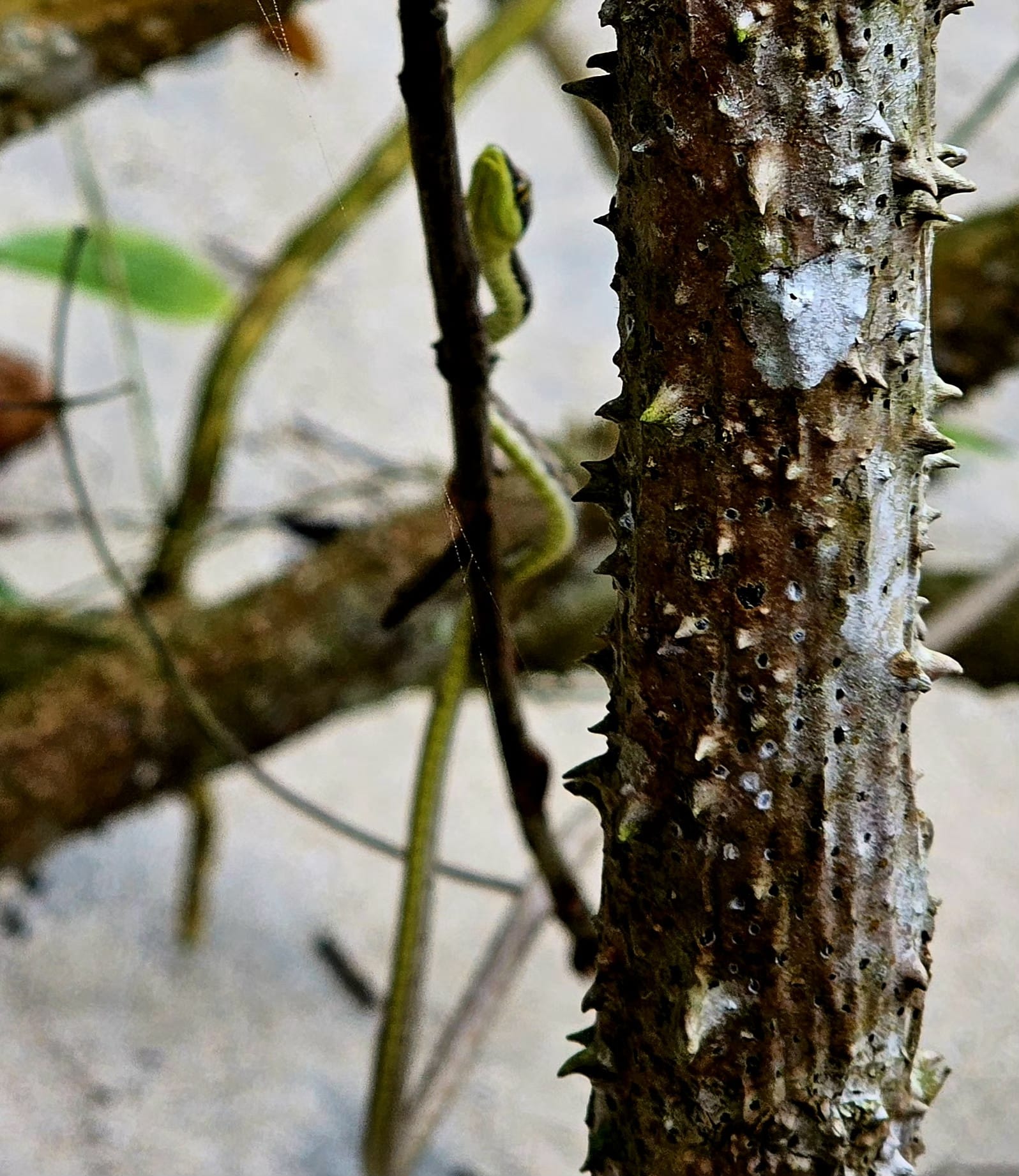 Vine snake camouflaged among branches in Cahuita National Park, almost invisible until it moved.