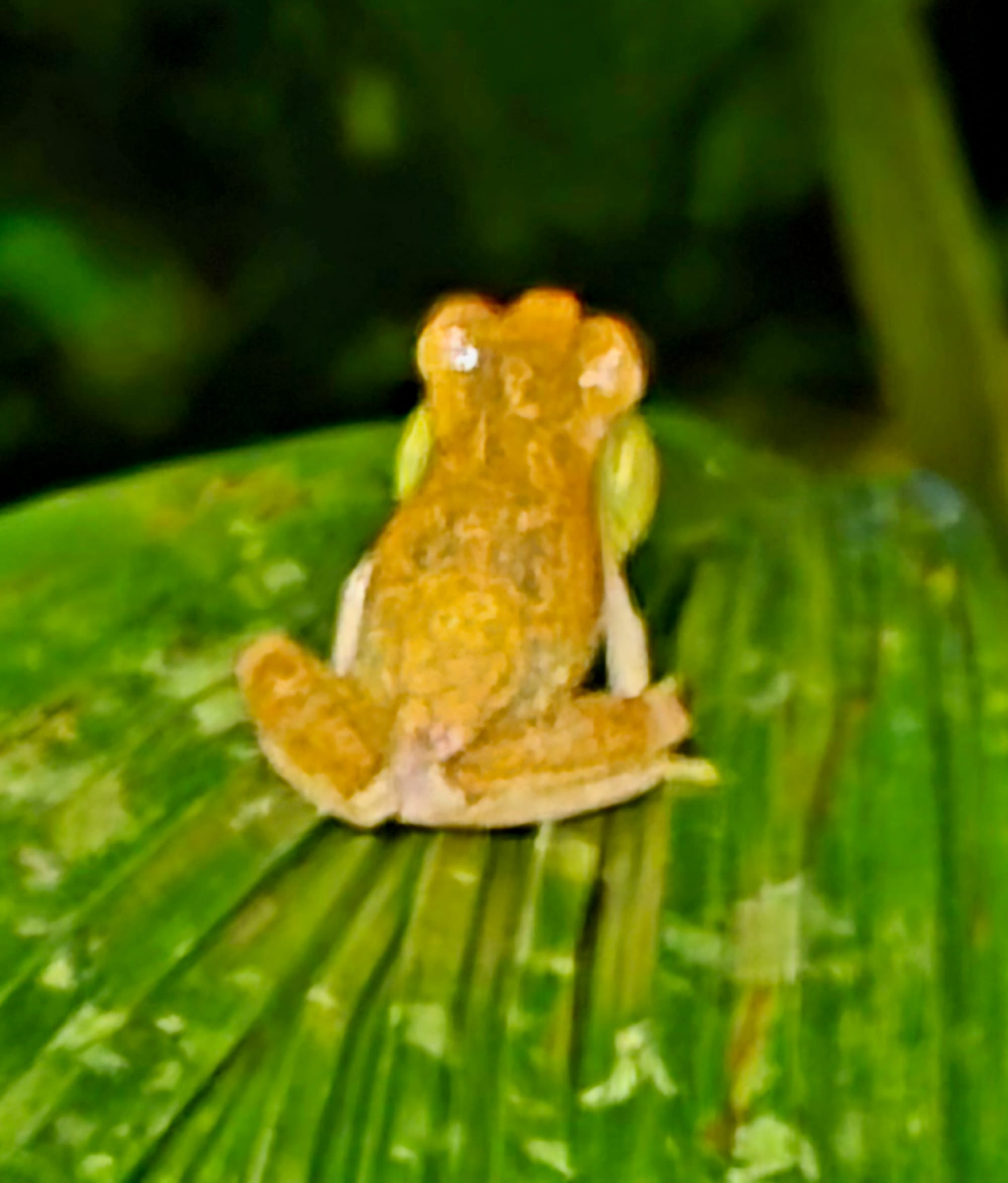 Glass frog perched on a rainforest leaf at night — a translucent amphibian spotted during a guided night walk.