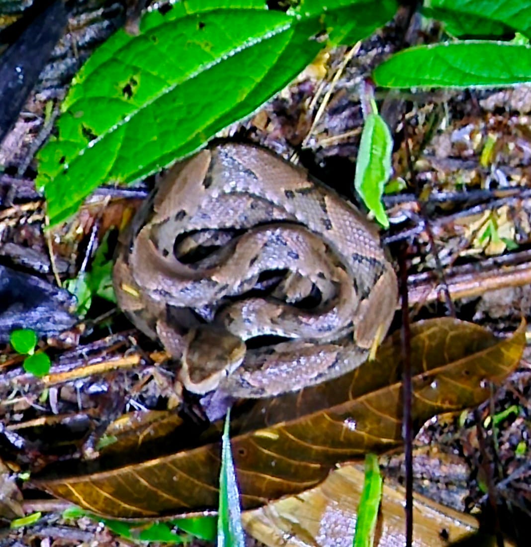 Fer-de-lance viper coiled on the rainforest floor — a highly venomous pit viper encountered during our guided night walk, a stark reminder of why night hikes demand care and respect.