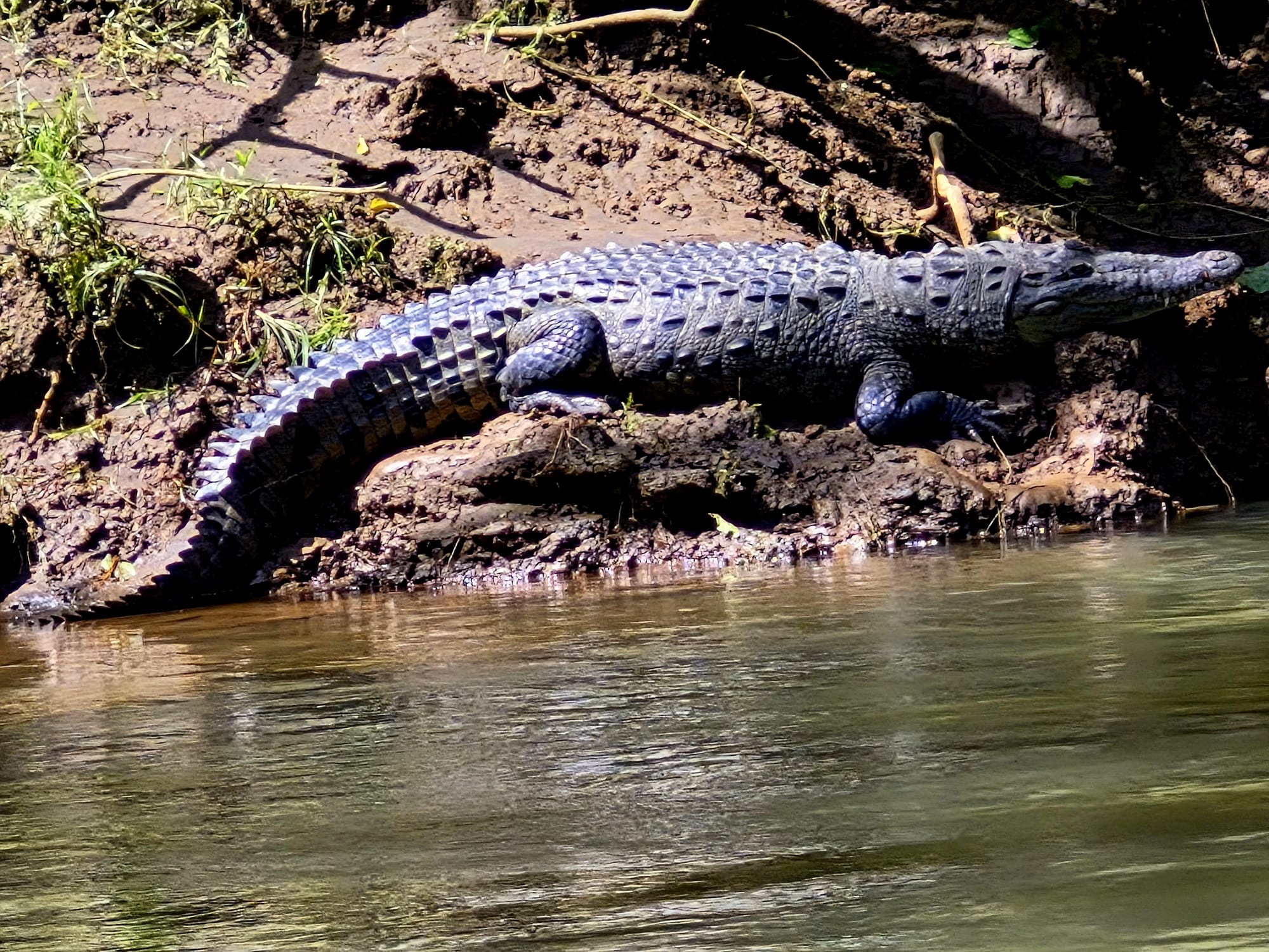 American crocodile resting on the Sarapiquí River bank.