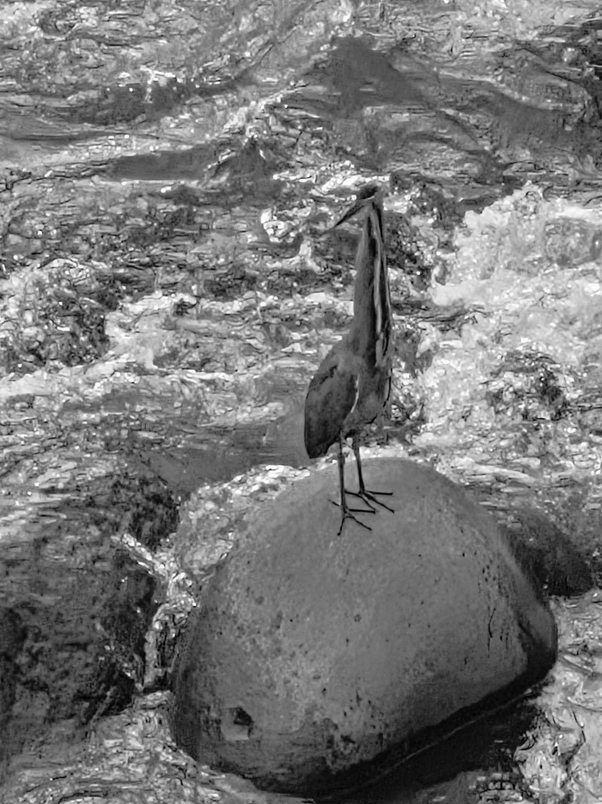 Sunbittern (Eurypyga helias) — a quiet riverbank specialist, usually subtle and still, but capable of flashing dramatic wing “eye-spots” when startled