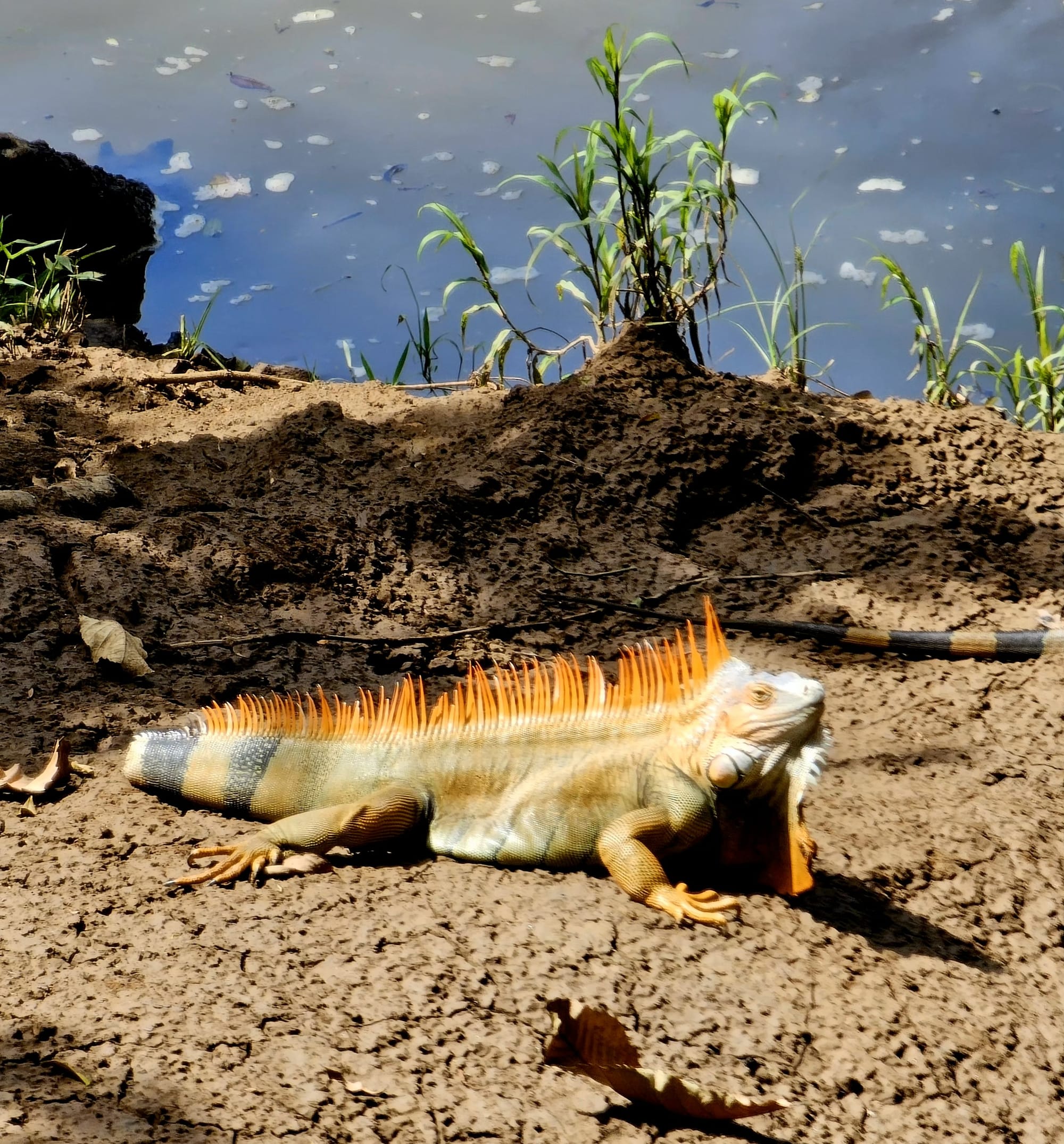 Green iguana (Iguana iguana) — the most common large lizard in much of Costa Rica. Adult males are highly territorial, and the largest, dominant males control prime basking and nesting areas, gaining priority access to females during breeding season.