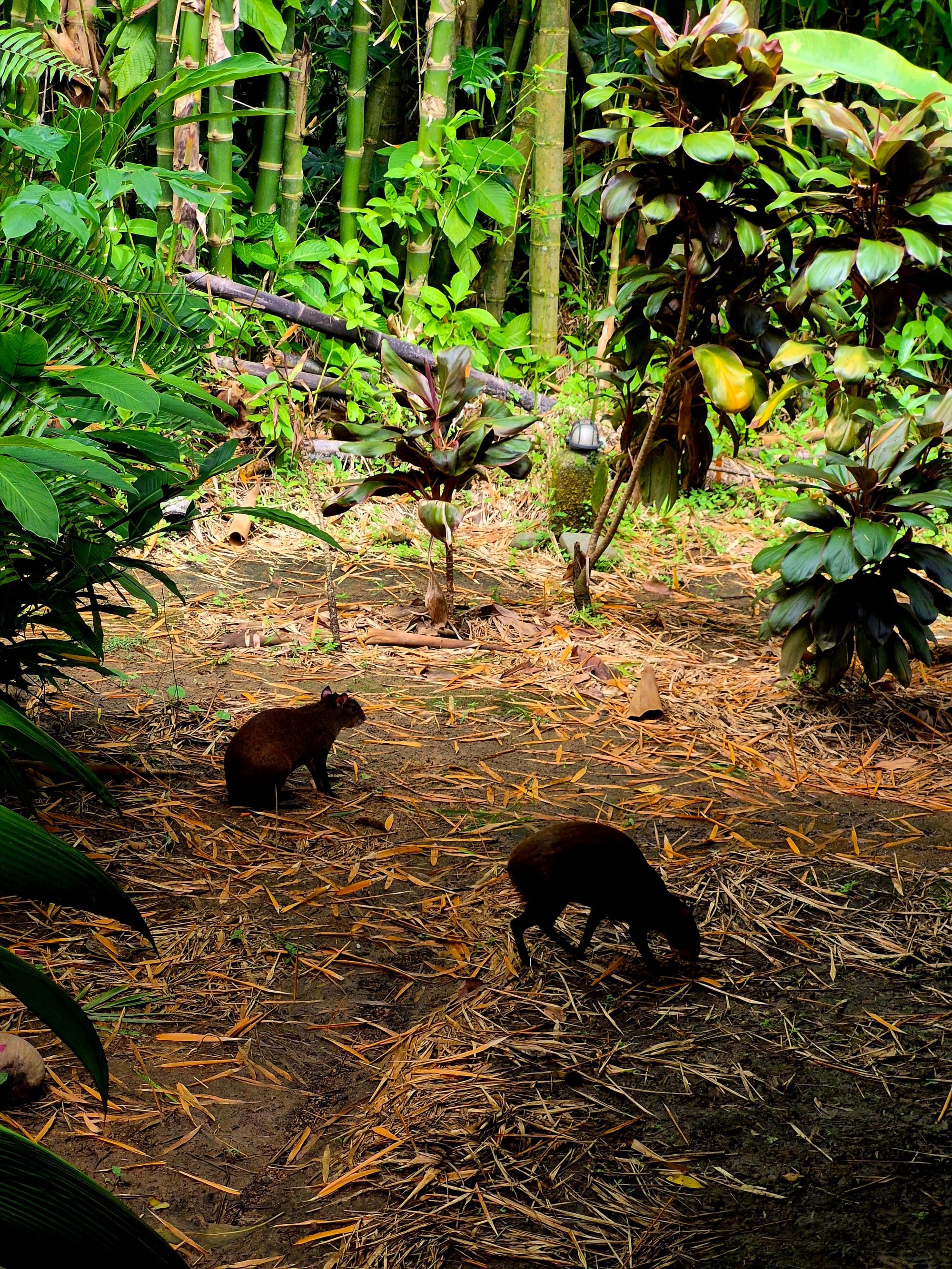 Agoutis foraging quietly on the forest floor near the lodge
