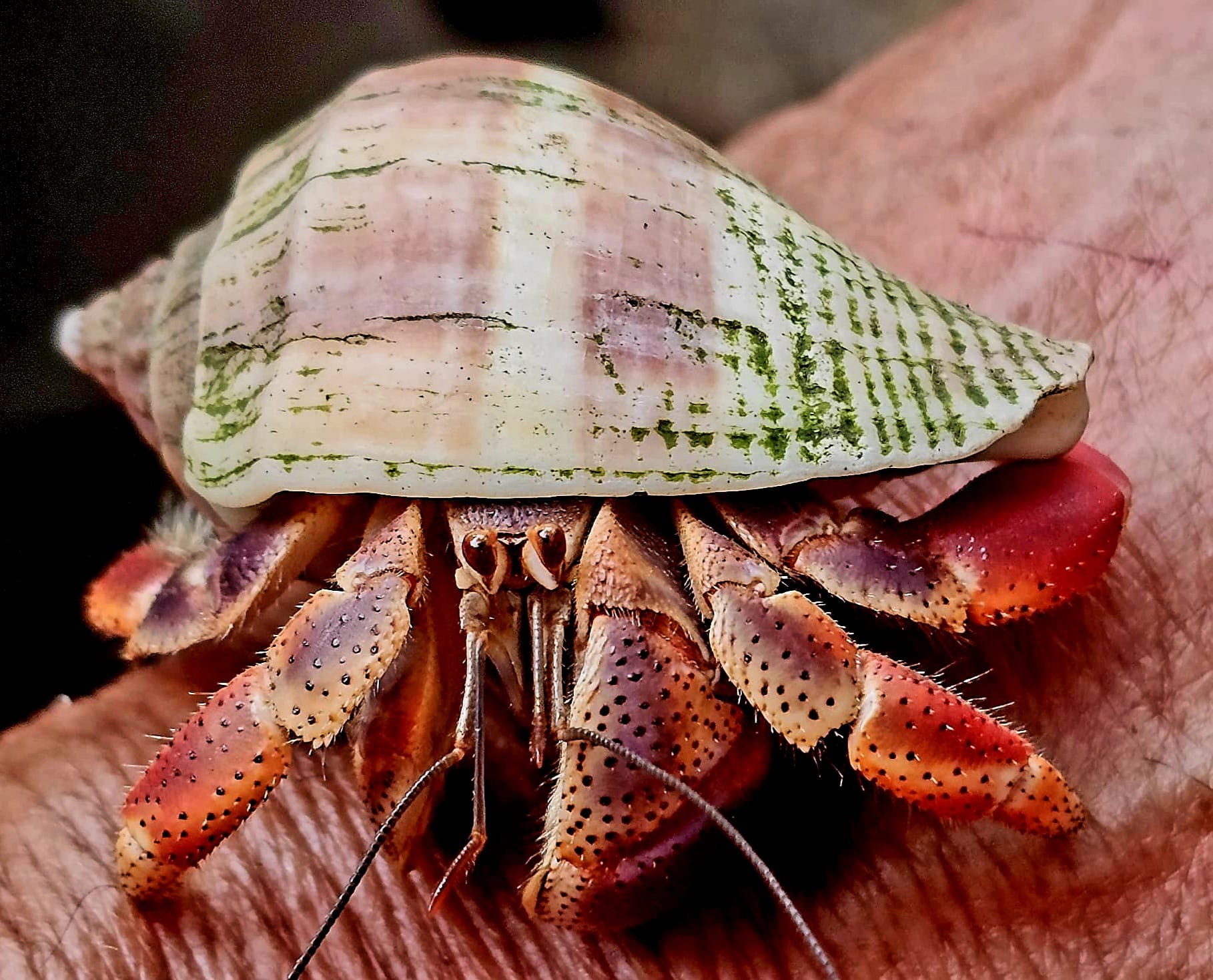 Hermit crab found along the Cahuita shoreline