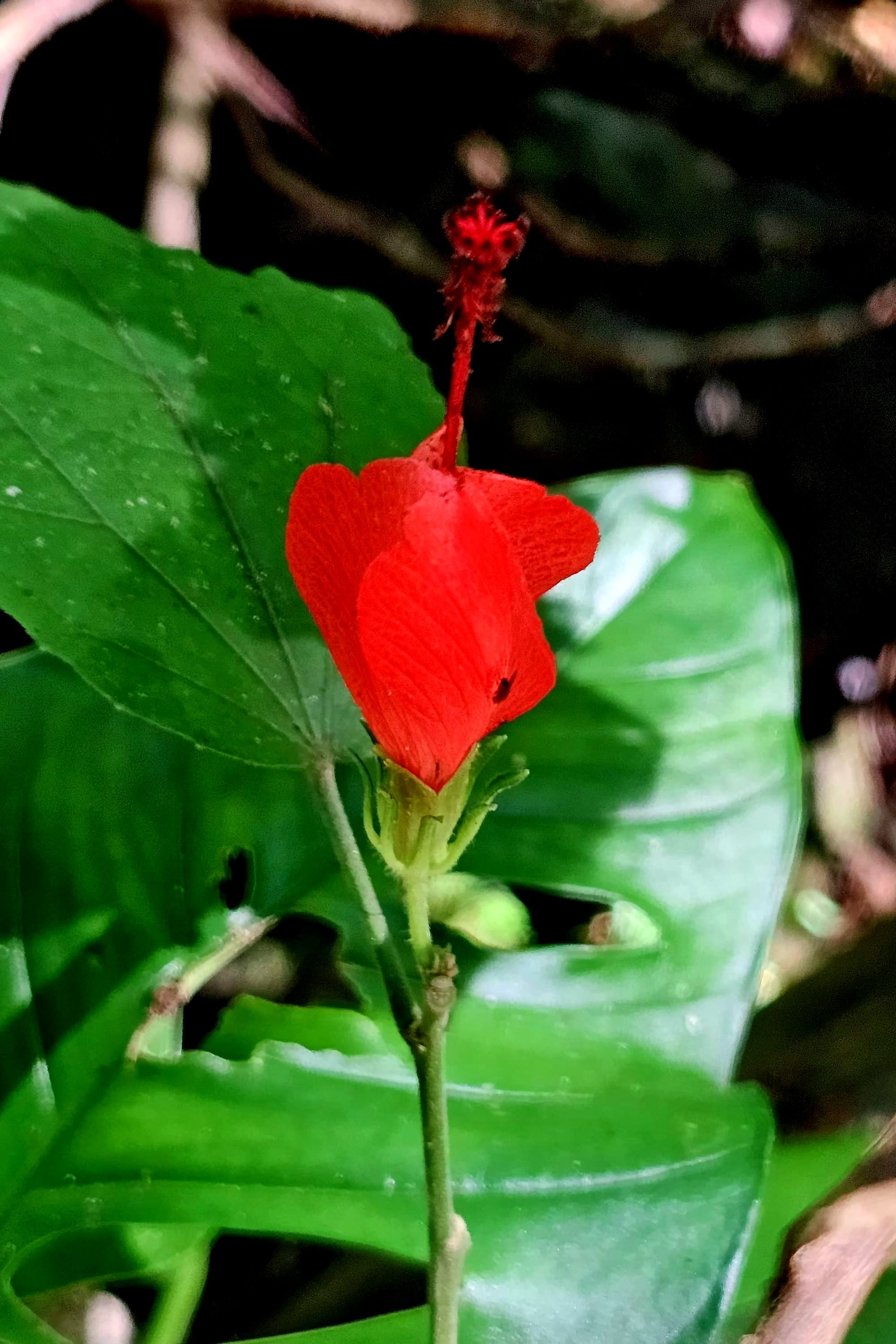 Red hibiscus flower with a small fly on the petal, close-up