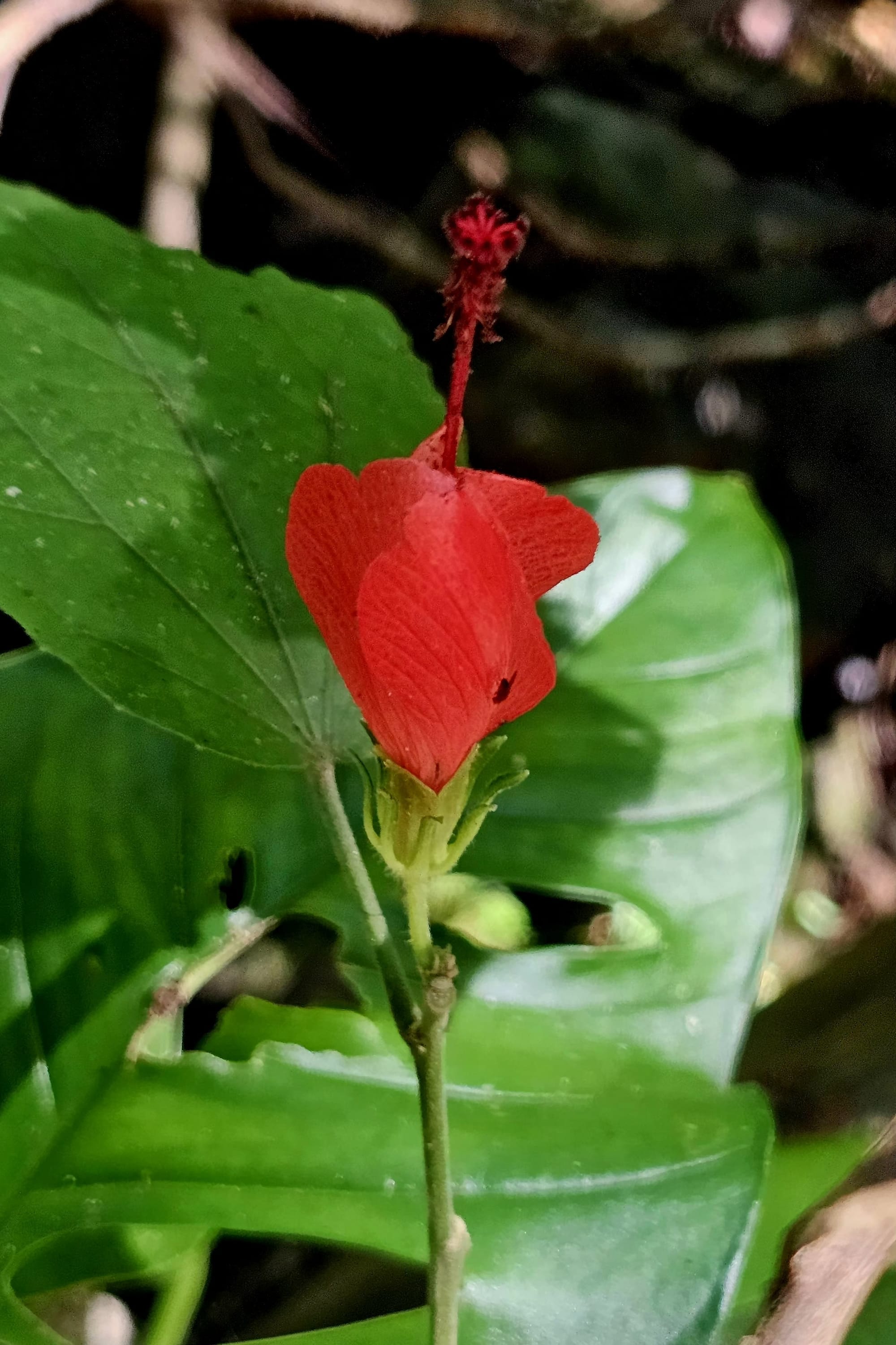 Red hibiscus flower with a tiny visitor on the petal — a quiet close-up from Costa Rica’s rainforest garden.