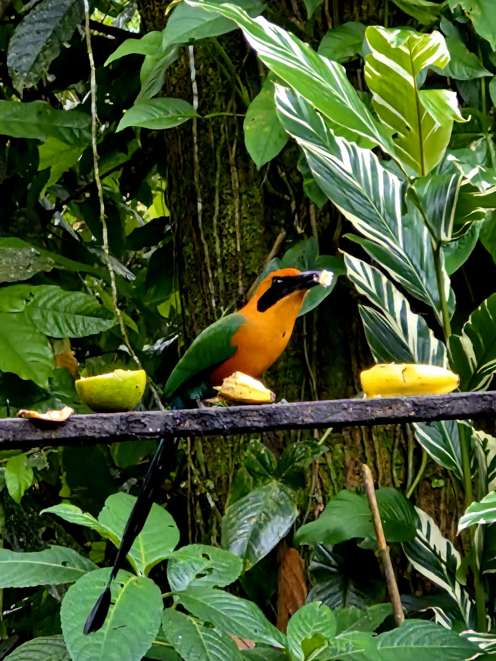 Montezuma Oropendola at the lodge feeding table — bold colors, sharp mask, and a regular visitor.