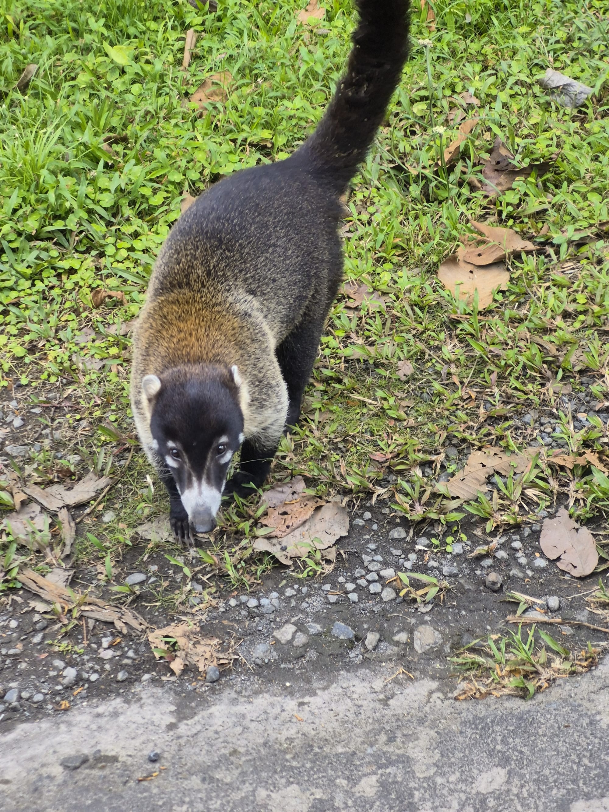 White-nosed coati observed at close range.