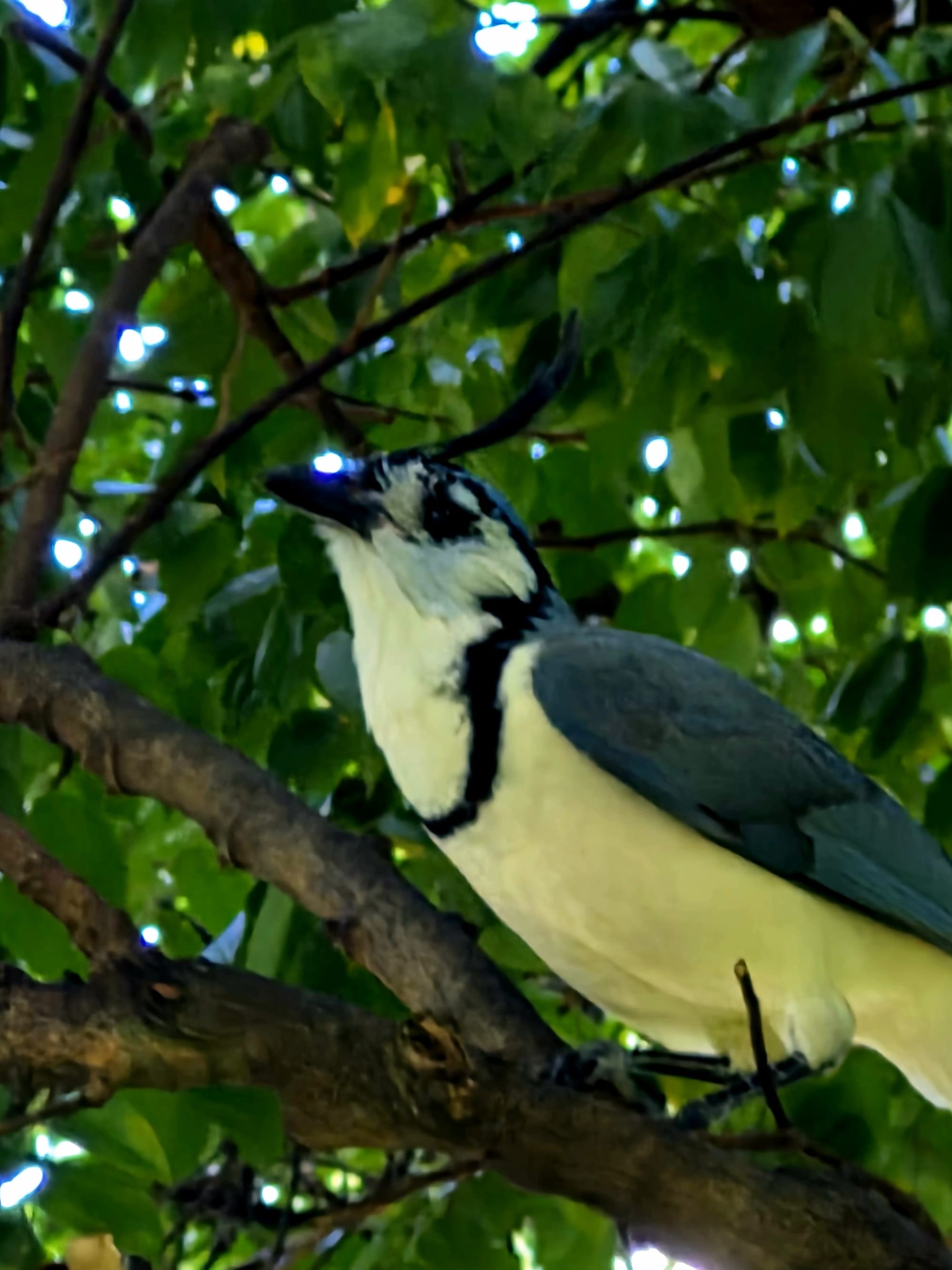 White-throated Magpie-Jay near Hacienda Guachipelín