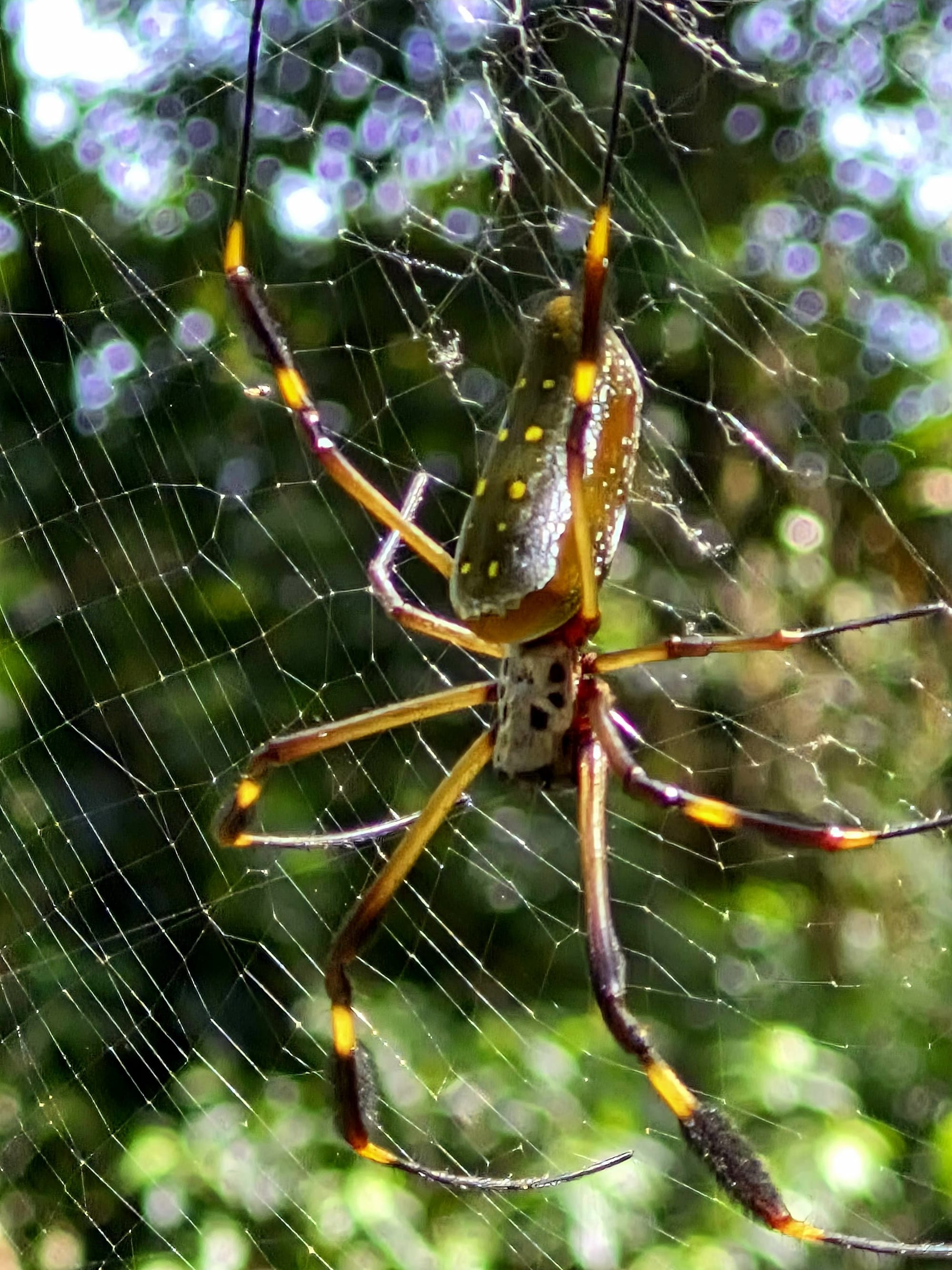 Golden orb weaver suspended in its web — intricate engineering on full display in the Costa Rican rainforest.