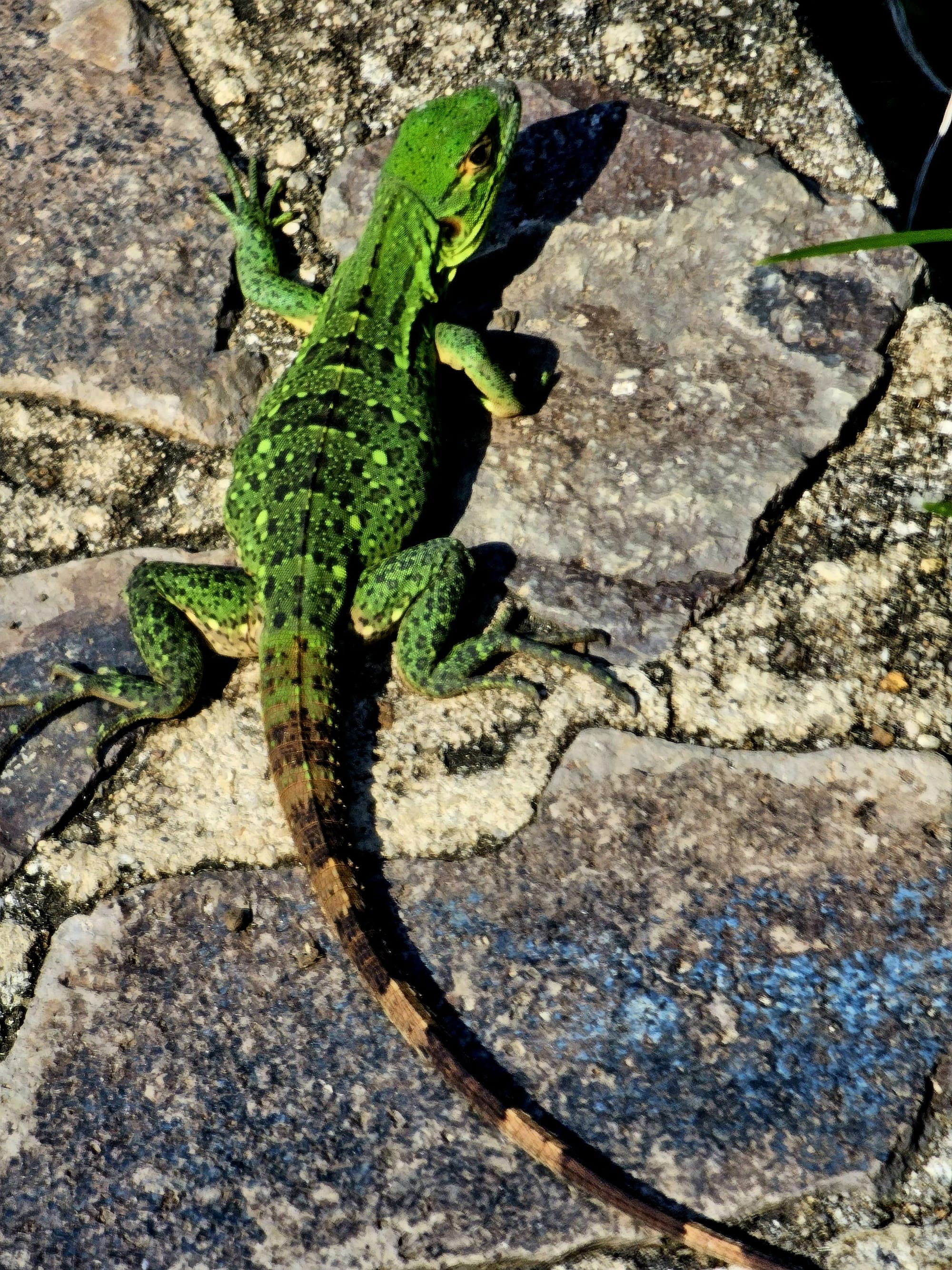 Green iguana basking on sun-warmed stone — a common but charismatic reptile encounter in Guanacaste, Costa Rica.