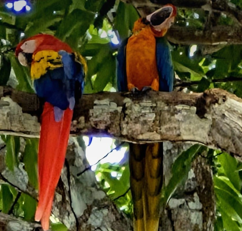 Scarlet macaws at rest, high in the forest canopy.