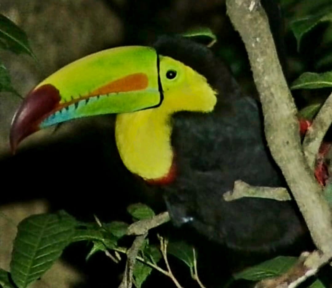 Keel-billed Toucan (Ramphastos sulfuratus) Seen roosting during a night tour, bill tucked in while resting among the branches.