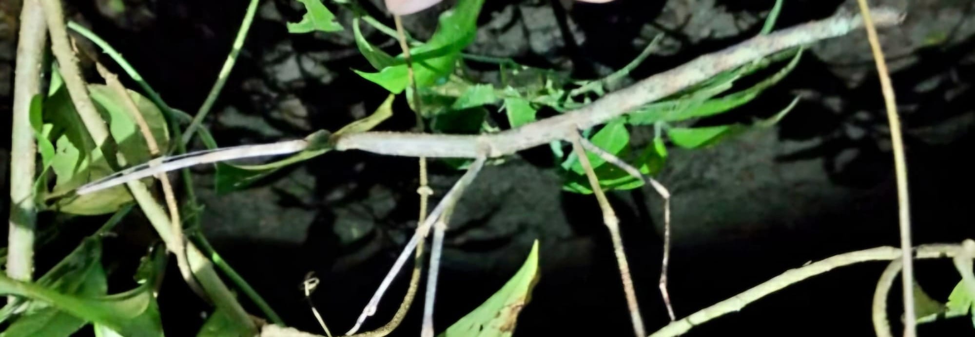 Stick Insect (Order Phasmatodea) Perfectly camouflaged on branches during the night walk, almost indistinguishable from the surrounding twigs.