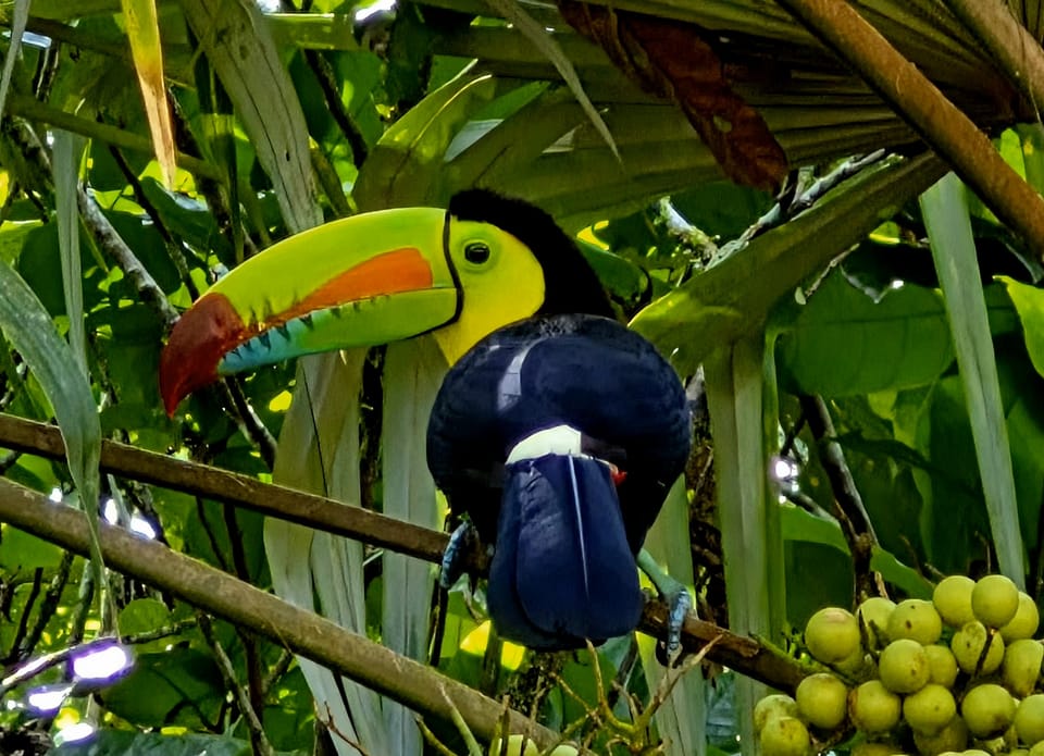 Keel-billed Toucan outside our Sarapiquí hotel, calmly feeding on palm fruit - a bucket list sighting.