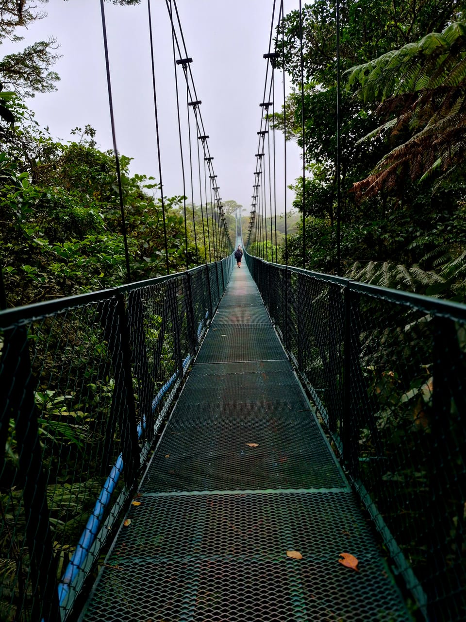 Suspended in the heart of the Monteverde Cloud Forest.
