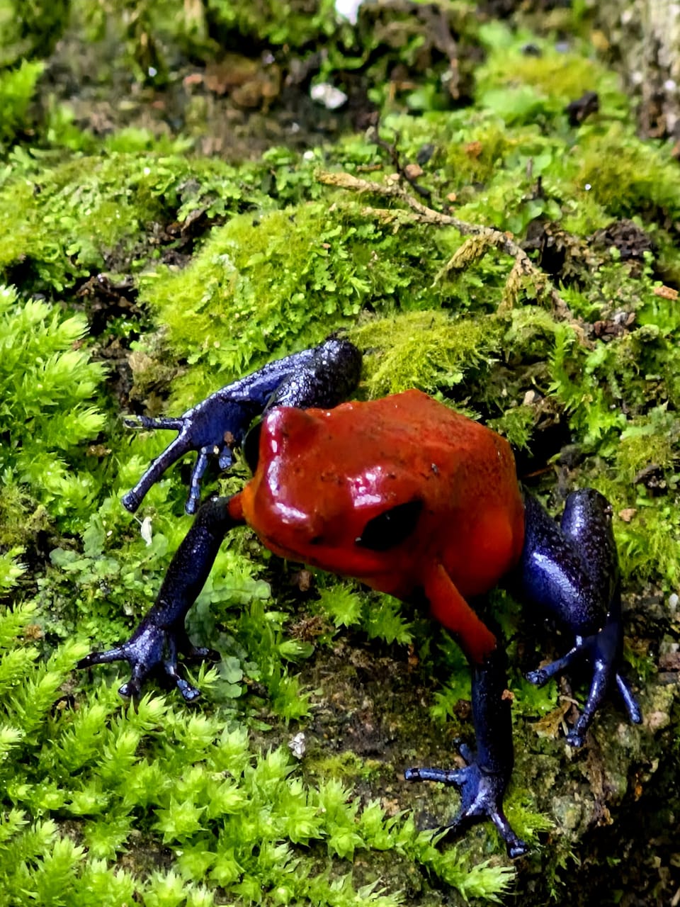 Red Poison Dart Frog poised on mossy rainforest floor — a vivid close-up from Costa Rica’s Caribbean lowlands.