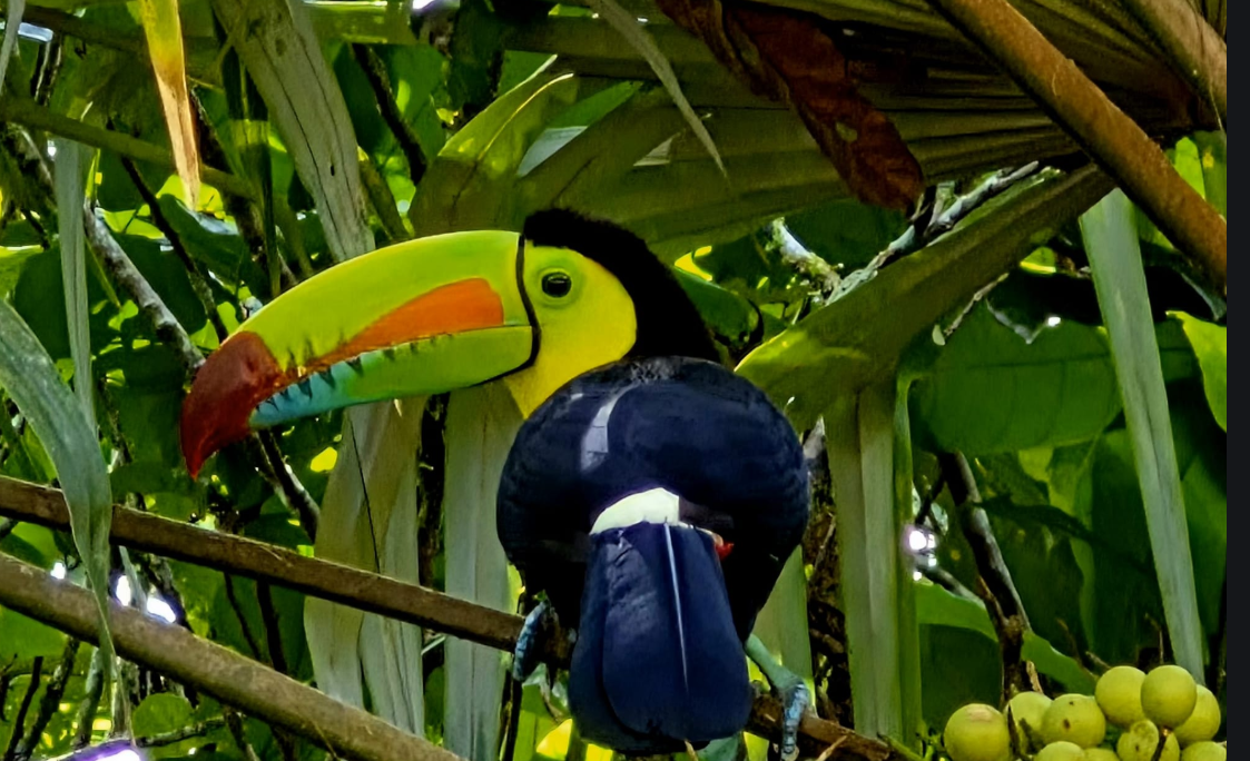Keel-billed toucan perched near a lodge in Costa Rica